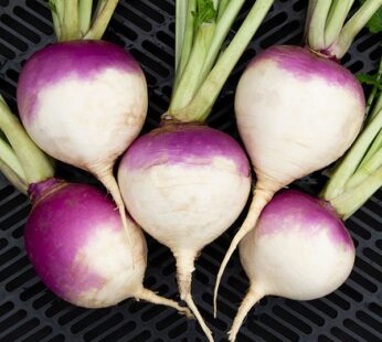 TURNIP