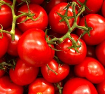 TOMATO(DUTCH)