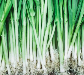 SPRING ONION