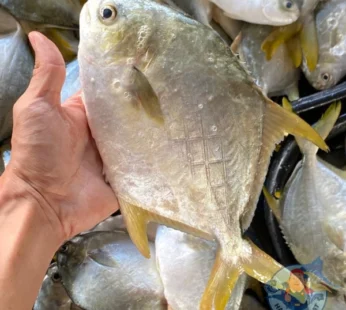 crownfarm golden pomfort 0.8kg