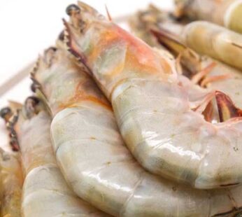 masala king prawn 26/30
