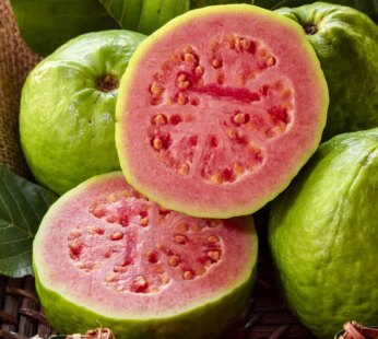 GUAVA