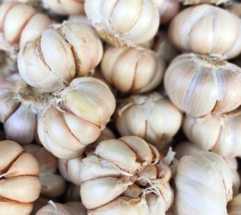 GARLIC 10