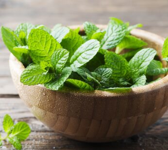 MINT 2 FOR 」1.50